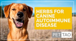 Rehmannia 6 Calms Dog Autoimmune Disease - PET | TAO Holistic Pet Products