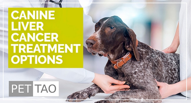 The Most Common Dog Liver Cancer Treatments - PET | TAO Holistic Pet ...