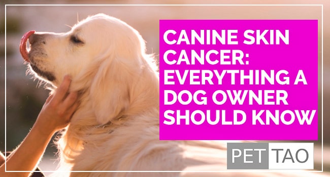 Everything to Know About Dog Skin Cancer