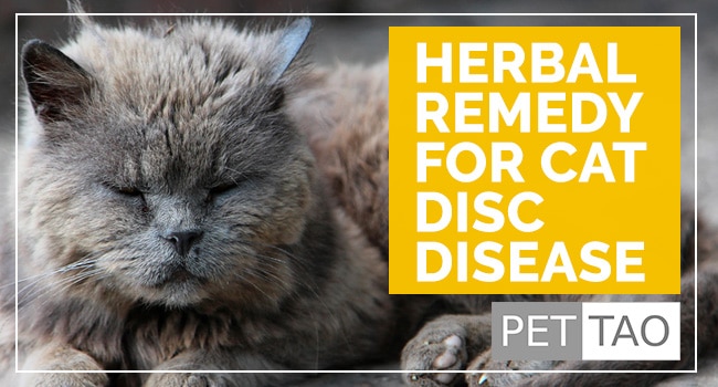 Double P II Soothes Cat Disc Disease Symptoms