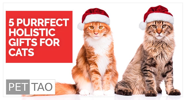 Top 5 Holistic Holiday Cat Gifts