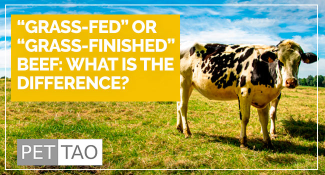 What’s the Difference Between Grass-fed Beef and Grass-finished Beef?