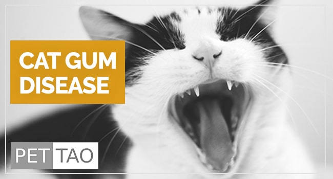What Causes Cat Gum Disease?