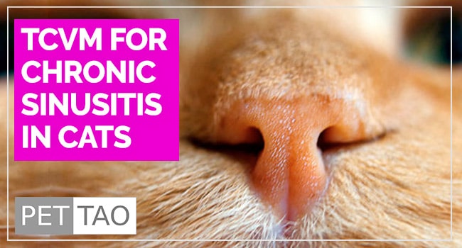 Your Answer for Cat Chronic Sinusitis