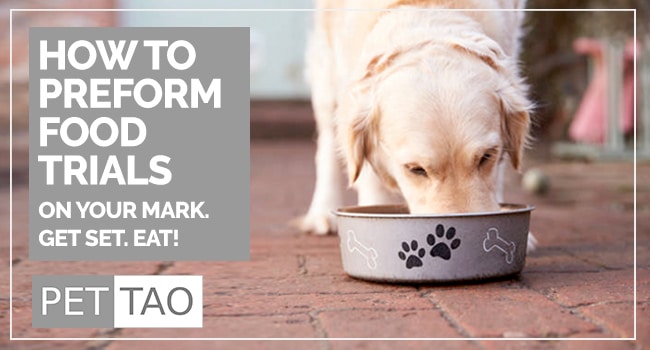 How to Perform a Food Trial for Dog Allergies
