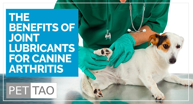 The Secret to Dog Arthritis Pain Relief