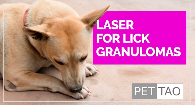 Give Your Dog Relief: Lasers for Dog Lick Granulomas