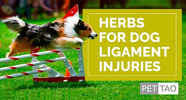 Dog Tendon or Ligament Injury? Try TCVM Tendon Ligament Formula!