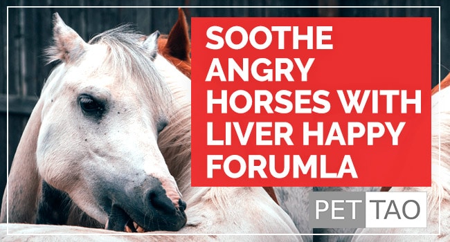 Liver Happy: Herbal Remedy for Angry Horses