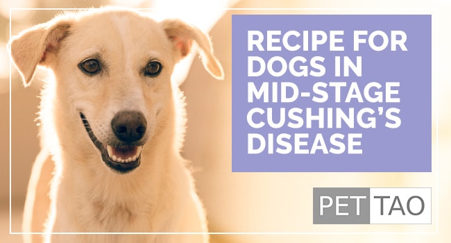TCVM Food Recipe for Mid-Stage Dog Cushing’s Disease