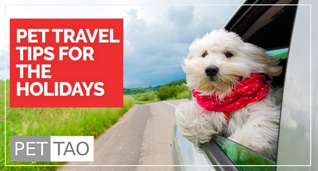 The 5 Best Holiday Travel Tips For You and Your Pet