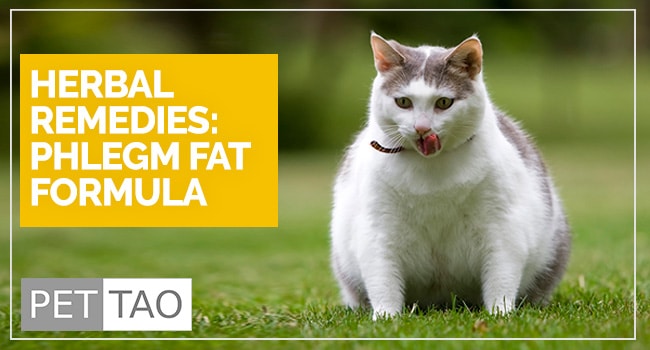 Phlegm Fat Formula Treats Cat Obesity and Shrinks Fatty Tumors