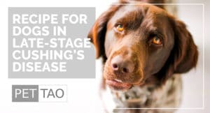 TCVM Dog Food Recipe for Late-Stage Cushing's Disease