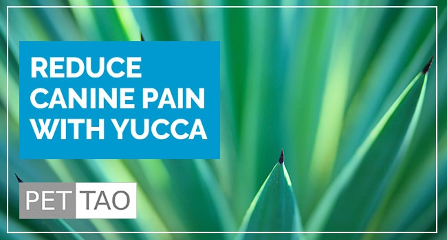 Why Use All Natural Yucca for Dog Pain?