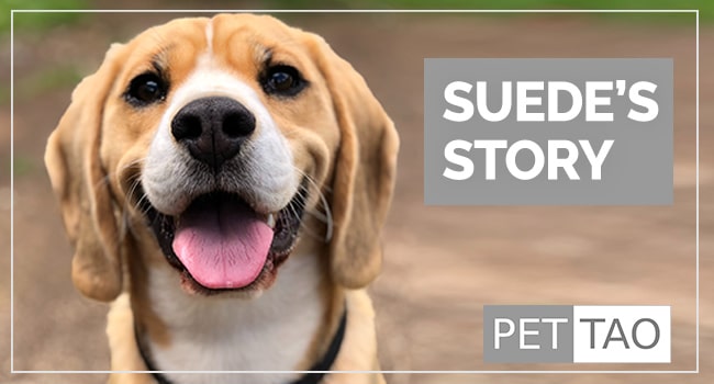 Image for Petsimonial: How PET | TAO Homemade Dog Food Helped Suede the Beagle