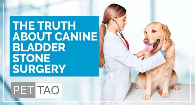 What You Should Know About Dog Bladder Stone Surgery