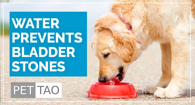 How to Treat Dog Bladder Stones