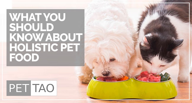 Image for What Everyone Should Know About Holistic Pet Food