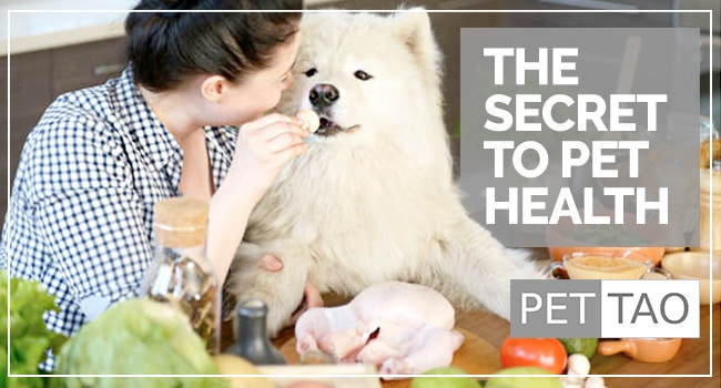 Image for The Secret to Keeping Your Pet Healthy