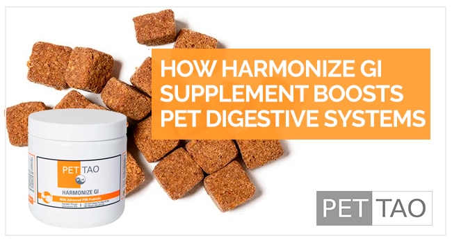 How Harmonize GI Supplement Boosts Pet Digestive Systems