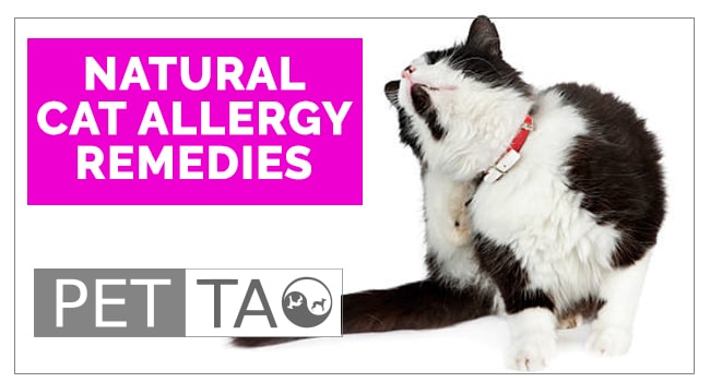 Natural Cat Allergy Remedies