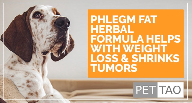 TCVM Herbal Phlegm Fat Formula Helps with Dog Weight Loss & Shrinks Fatty Tumors