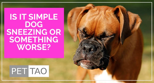Dog Sneezing: A Simple Symptom or Much More Dire Consequence?