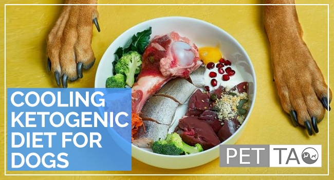 How to Home-Cook Cooling Ketogenic Dog Food