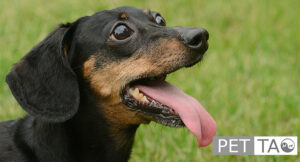 Dog excessive panting