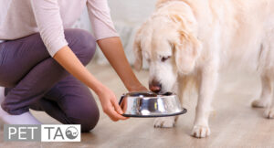 pet parent feeding dog ketogenic cooling diet