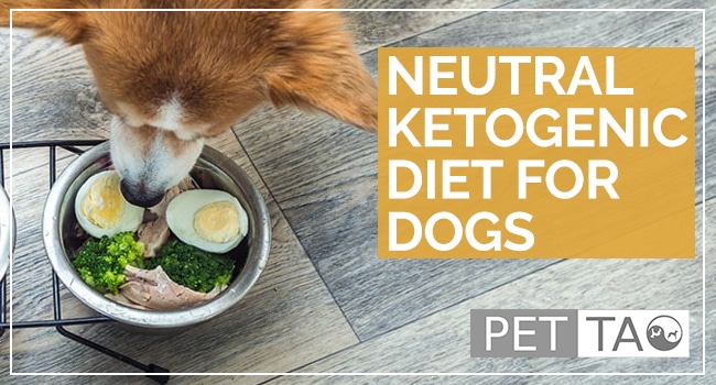 How to Make an Energetically Balanced Ketogenic Diet for Dogs