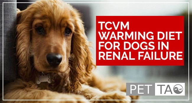 TCVM Warming Diet for Dogs in Renal Failure
