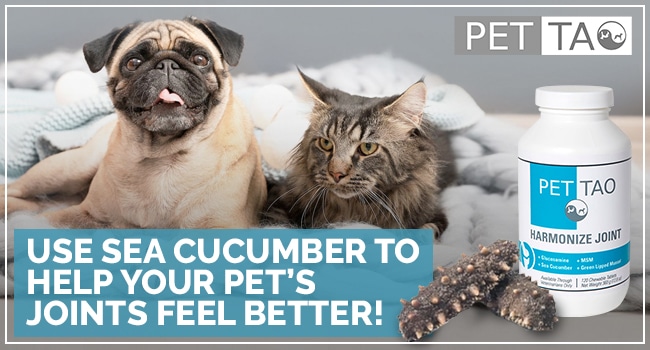 Use sea cucumber to help pet joints