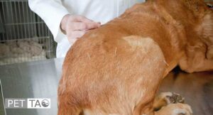 Acupuncture for Lupus in Dogs