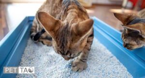 Environmental Modifications to Get Rid of Cat Allergies