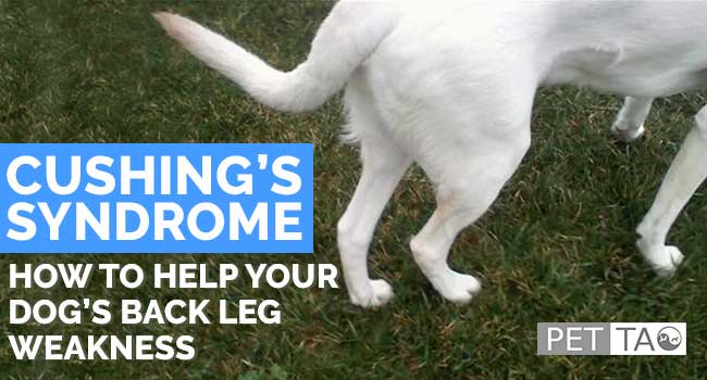 How to Help Your Cushing's Syndrome Dog's Back Legs
