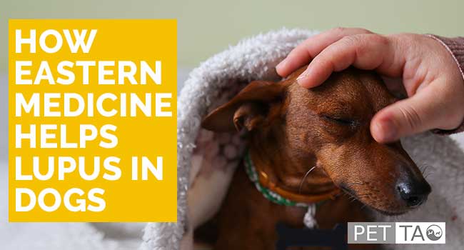 How Eastern Medicine Helps Lupus in Dogs