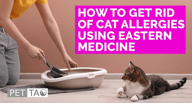 How to Get Rid of Cat Allergies Naturally Using Eastern Medicine