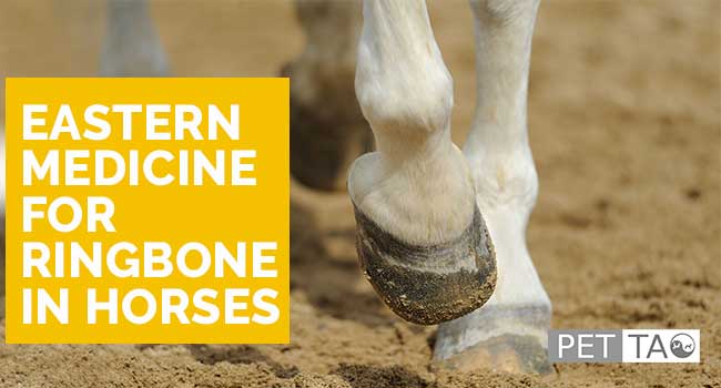 How Eastern Medicine Helps Ringbone in Horses