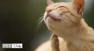 Eastern Herbal Medicine to Get Rid of Cat Allergies