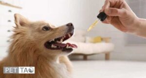 herbal medicine for canine lupus