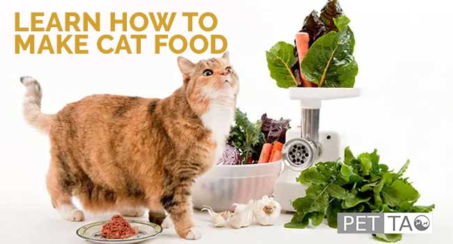 Learn How to Make Cat Food