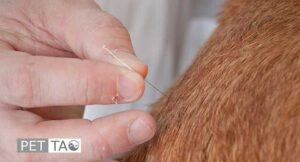 photo of dog acupuncture for arthritis