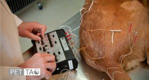electroacupuncture for dog arthritis