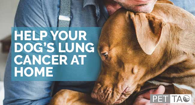 Lung cancer in dogs