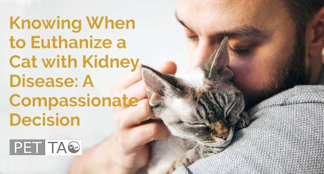 Knowing When to Euthanize a Cat with Kidney Disease