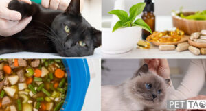 Image for: Understanding Treatments for Cats with Kidney Disease and Their Unpredictable Health Changes Image for: Understanding Treatments for Cats with Kidney Disease and Their Unpredictable Health Changes