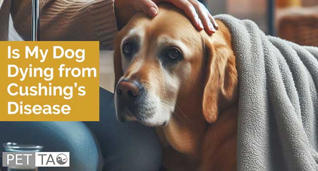 What are the Symptoms of a Dog Dying of Cushing's Disease?