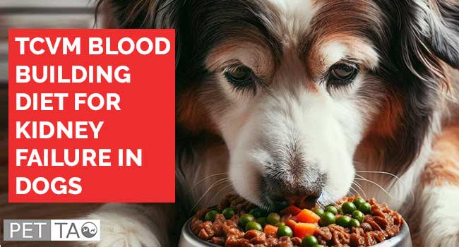 TCVM Blood Building Diet for Kidney Failure in Dogs