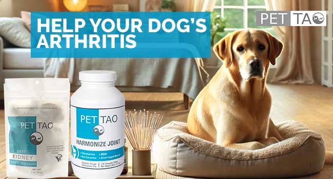 Holistic Treatments for Dogs with Arthritis